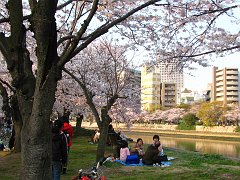 hanami hiroshima style